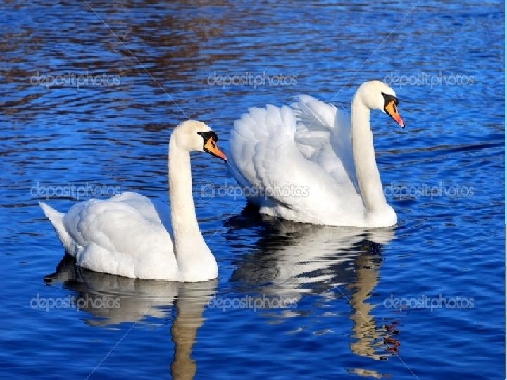 Notes – Stanza 4 • The poet admires and envies the swans. They are