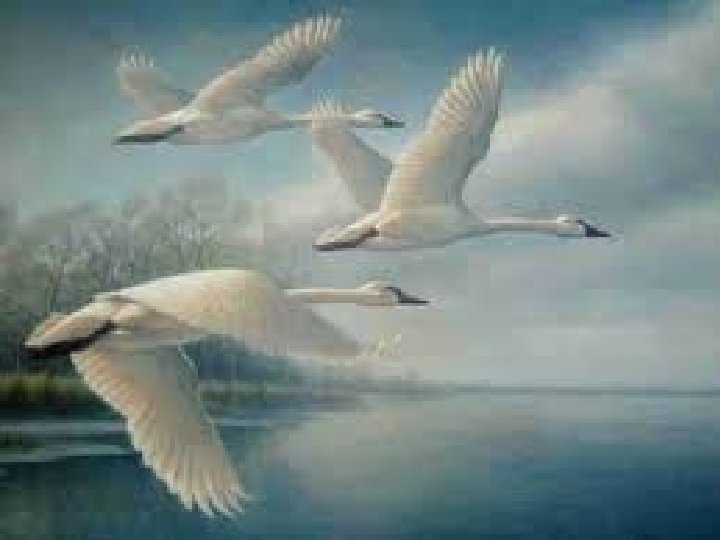 Notes – stanza 2 • The poet has been counting these swans for a