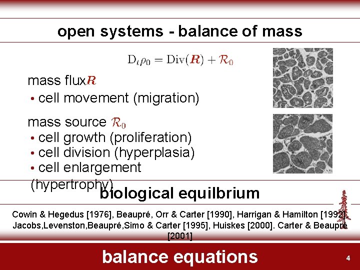 open systems - balance of mass flux • cell movement (migration) mass source •