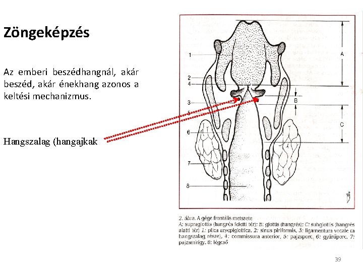 Zöngeképzés Az emberi beszédhangnál, akár beszéd, akár énekhang azonos a keltési mechanizmus. Hangszalag (hangajkak Zöngeképzés Az emberi beszédhangnál, akár beszéd, akár énekhang azonos a keltési mechanizmus. Hangszalag (hangajkak