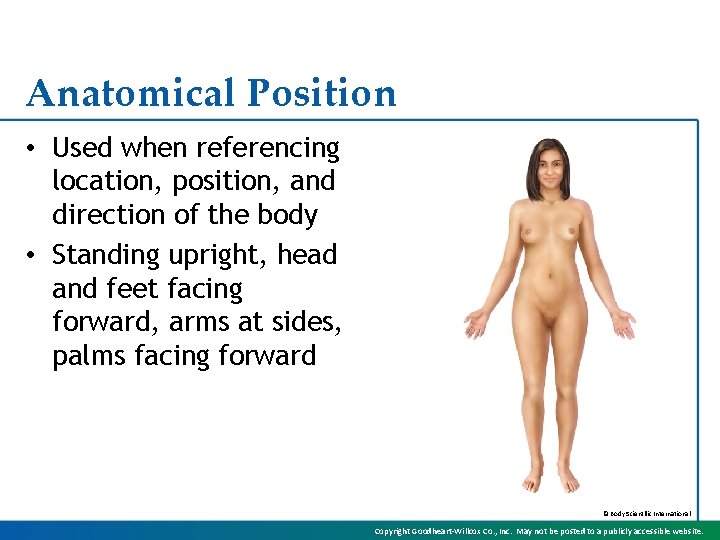 Anatomical Position • Used when referencing location, position, and direction of the body •