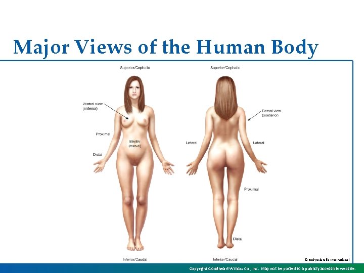 Major Views of the Human Body © Body Scientific International Copyright Goodheart-Willcox Co. ,