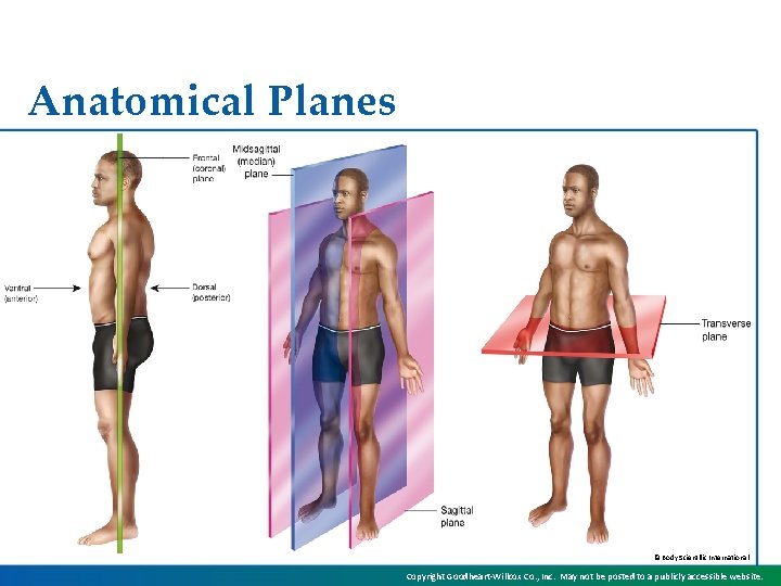 Anatomical Planes © Body Scientific International Copyright Goodheart-Willcox Co. , Inc. May not be