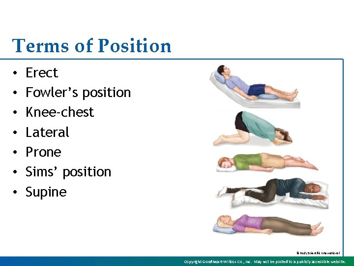 Terms of Position • • Erect Fowler’s position Knee-chest Lateral Prone Sims’ position Supine