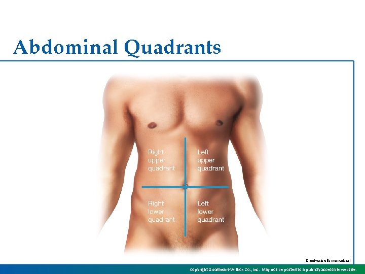 Abdominal Quadrants © Body Scientific International Copyright Goodheart-Willcox Co. , Inc. May not be