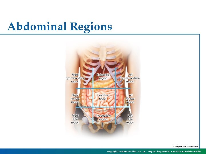 Abdominal Regions © Body Scientific International Copyright Goodheart-Willcox Co. , Inc. May not be