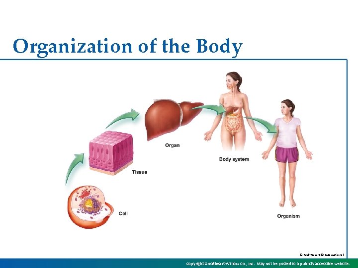 Organization of the Body © Body Scientific International Copyright Goodheart-Willcox Co. , Inc. May