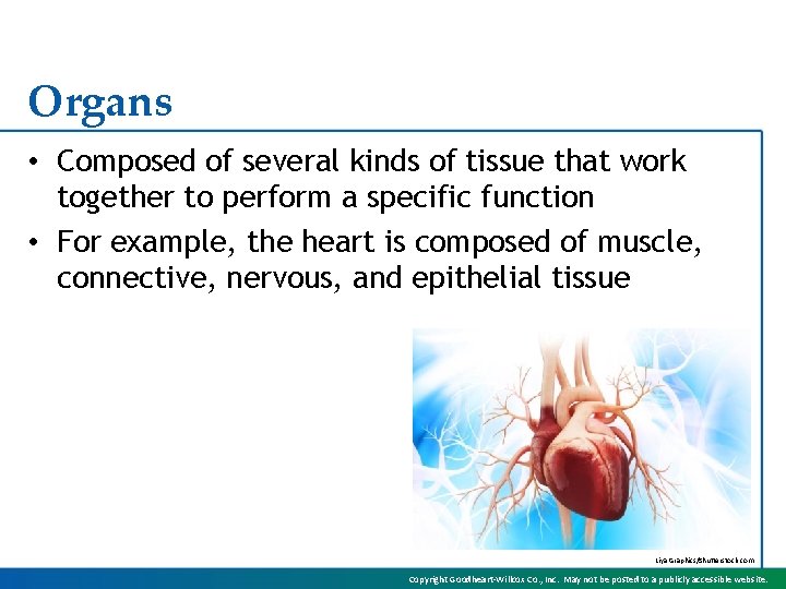 Organs • Composed of several kinds of tissue that work together to perform a