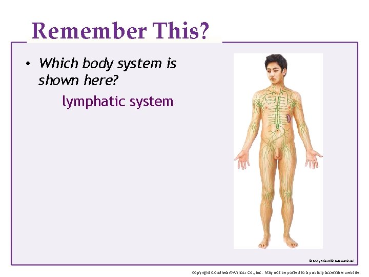 Remember This? • Which body system is shown here? lymphatic system © Body Scientific