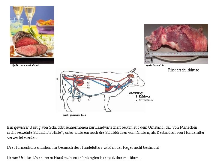 Quelle: essen-und-trinken. de Quelle: herz-wl. de Rinderschilddrüse Abbildung: 8: Kehlkopf 9: Schilddrüse Quelle: grundhof-city.