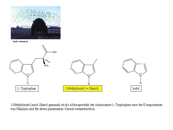 Quelle: wattenrat. de L-Tryptophan 3 -Methylindol (= Skatol) Indol 3 -Methylindol (auch Skatol genannt)