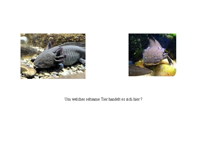 Um welches seltsame Tier handelt es sich hier ? 