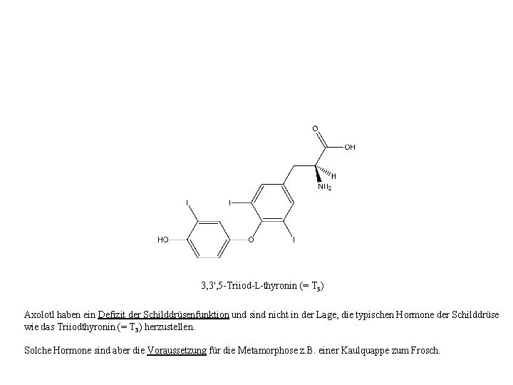 3, 3', 5 -Triiod-L-thyronin (= T 3) Axolotl haben ein Defizit der Schilddrüsenfunktion und