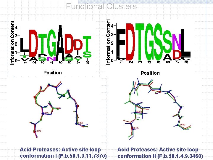 Functional Clusters Acid Proteases: Active site loop conformation I (F. b. 50. 1. 3.