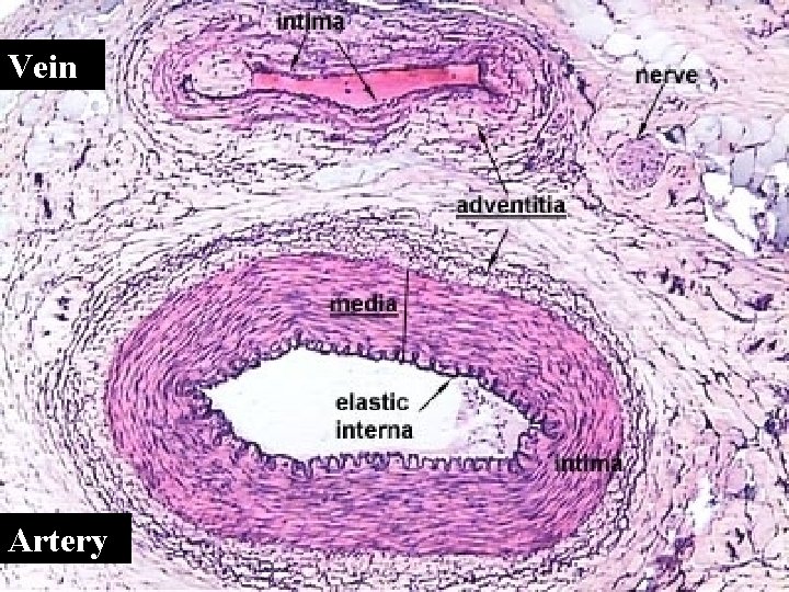 Vein Artery 22 