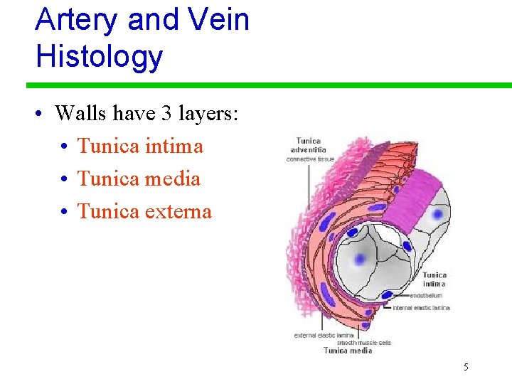 Artery and Vein Histology • Walls have 3 layers: • Tunica intima • Tunica