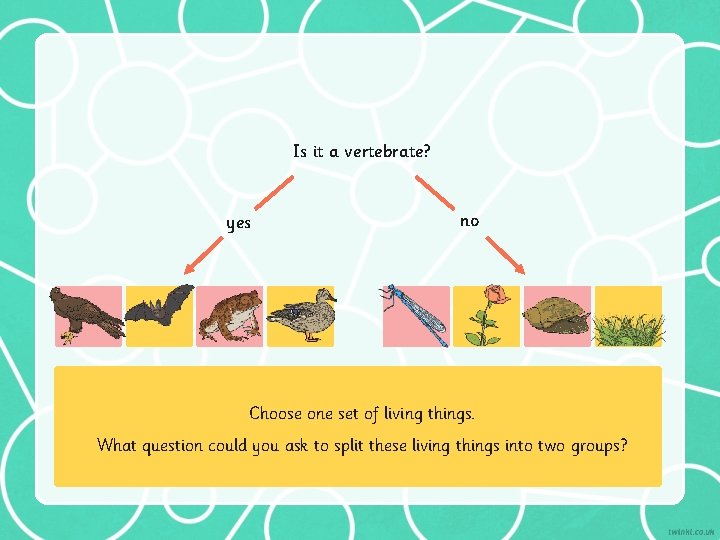 Is it a vertebrate? yes no Choose one set of living things. What question