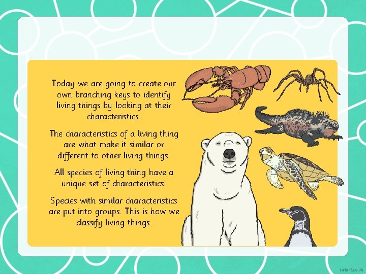 Today we are going to create our own branching keys to identify living things