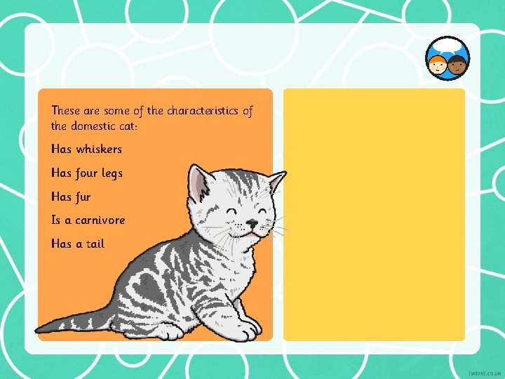 These are some of the characteristics of the domestic cat: Has whiskers Has four