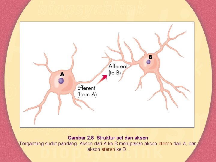 Gambar 2. 8 Struktur sel dan akson Tergantung sudut pandang. Akson dari A ke