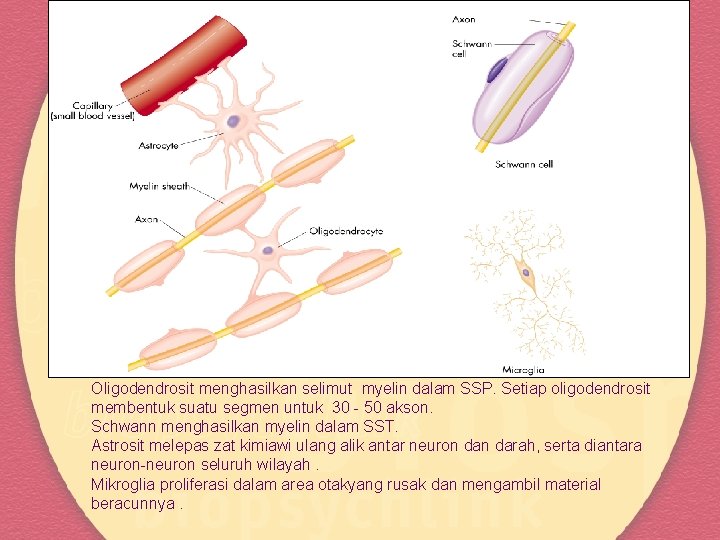 Gambar 2. 11 (a) Bentuk beberapa sel glia Oligodendrosit menghasilkan selimut myelin dalam SSP.