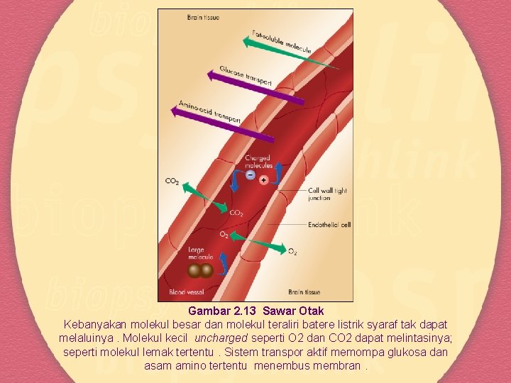 Gambar 2. 13 Sawar Otak Kebanyakan molekul besar dan molekul teraliri batere listrik syaraf