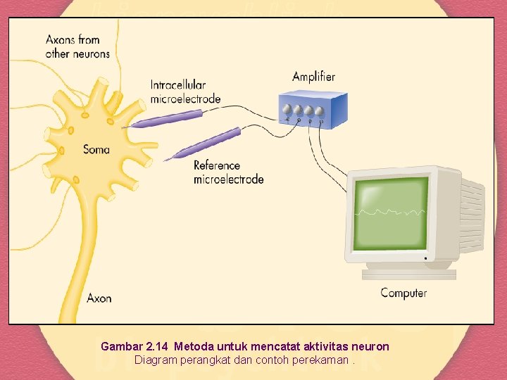 Gambar 2. 14 Metoda untuk mencatat aktivitas neuron Diagram perangkat dan contoh perekaman. 