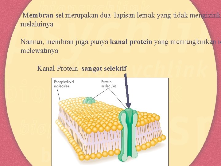 Membran sel merupakan dua lapisan lemak yang tidak mengizinka melaluinya Namun, membran juga punya