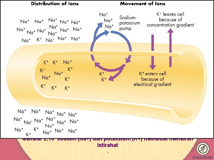 Gambar 2. 16 sodium (Na+) dan potassium (K+) membuat membran istirahat. Animation 