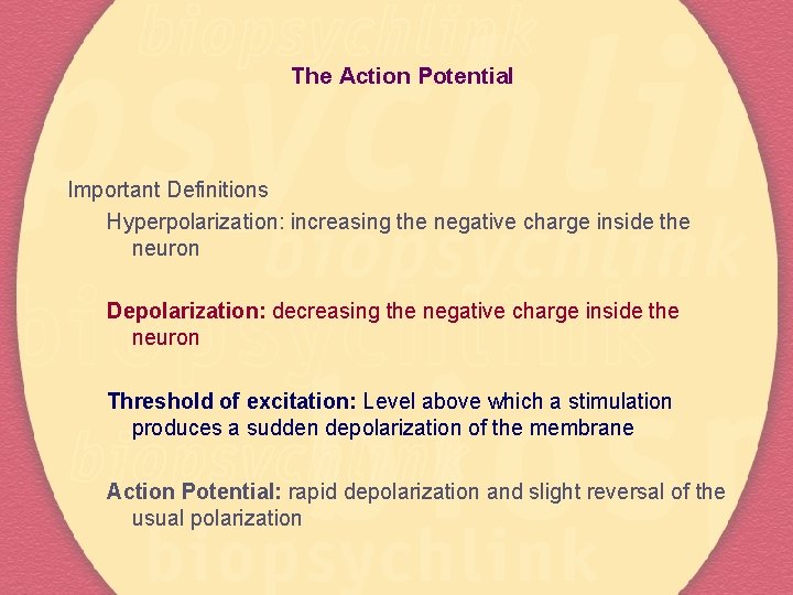The Action Potential Important Definitions Hyperpolarization: increasing the negative charge inside the neuron Depolarization: