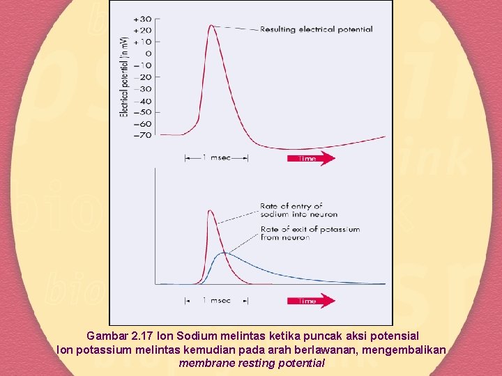 Gambar 2. 17 Ion Sodium melintas ketika puncak aksi potensial Ion potassium melintas kemudian