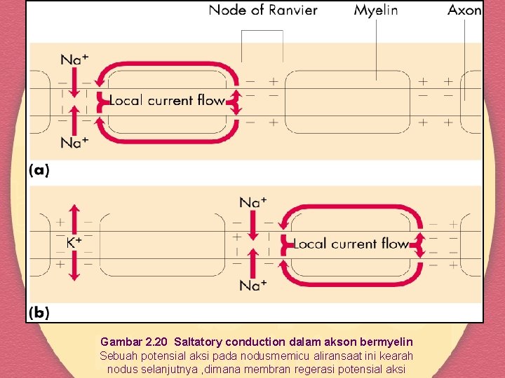Gambar 2. 20 Saltatory conduction dalam akson bermyelin Sebuah potensial aksi pada nodusmemicu aliransaat