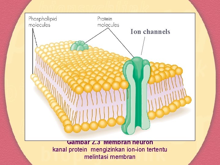 Ion channels Gambar 2. 3 Membran neuron kanal protein mengizinkan ion-ion tertentu melintasi membran