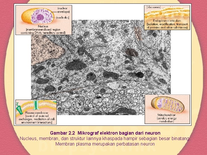 Gambar 2. 2 Mikrograf elektron bagian dari neuron Nucleus, membran, dan struktur lainnya khaspada