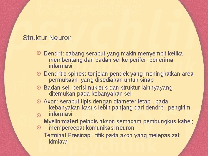 Struktur Neuron Dendrit: cabang serabut yang makin menyempit ketika membentang dari badan sel ke
