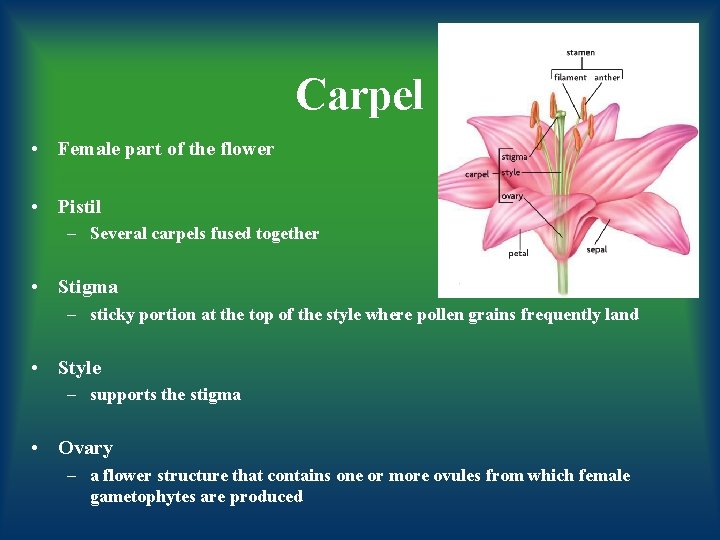 Carpel • Female part of the flower • Pistil – Several carpels fused together