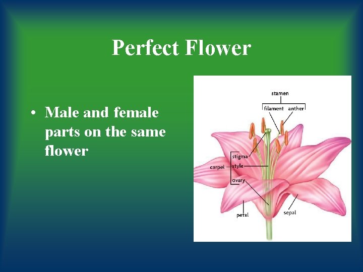 Perfect Flower • Male and female parts on the same flower 