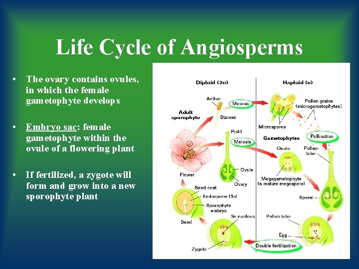 Life Cycle of Angiosperms • The ovary contains ovules, in which the female gametophyte