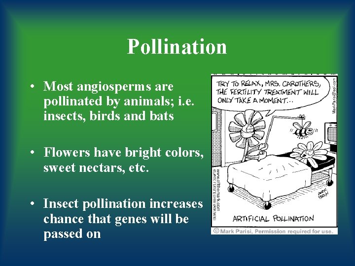 Pollination • Most angiosperms are pollinated by animals; i. e. insects, birds and bats