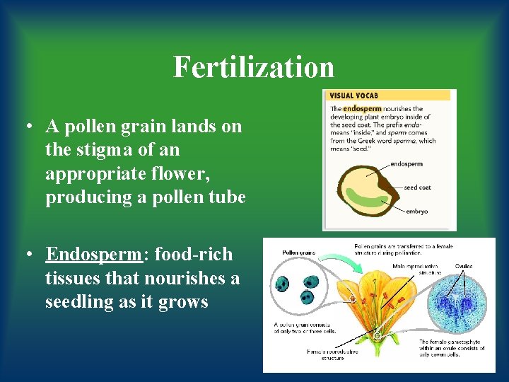 Fertilization • A pollen grain lands on the stigma of an appropriate flower, producing