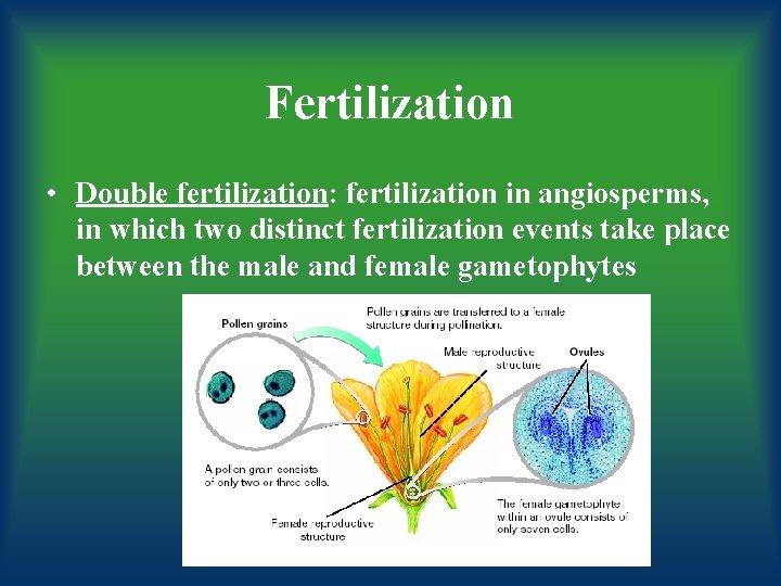 Fertilization • Double fertilization: fertilization in angiosperms, in which two distinct fertilization events take