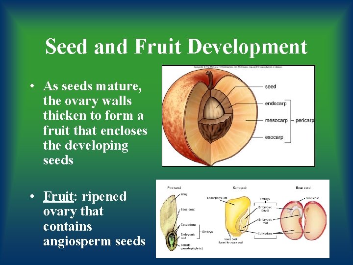 Seed and Fruit Development • As seeds mature, the ovary walls thicken to form