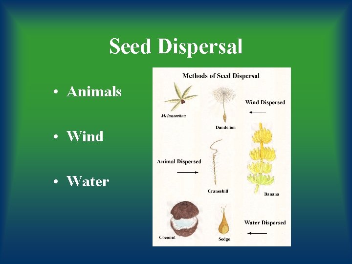 Seed Dispersal • Animals • Wind • Water 