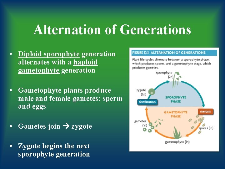 Alternation of Generations • Diploid sporophyte generation alternates with a haploid gametophyte generation •