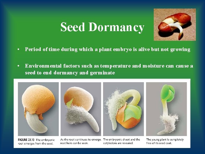 Seed Dormancy • Period of time during which a plant embryo is alive but