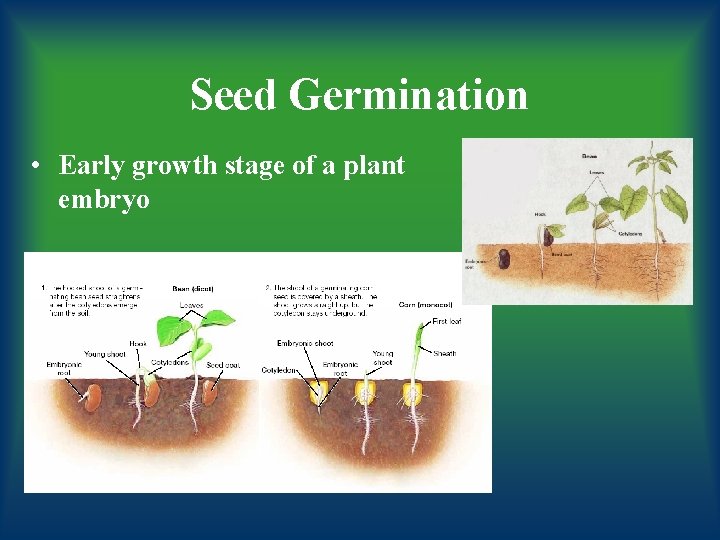 Seed Germination • Early growth stage of a plant embryo 