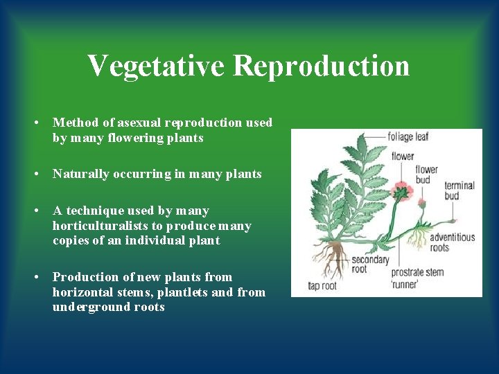 Vegetative Reproduction • Method of asexual reproduction used by many flowering plants • Naturally