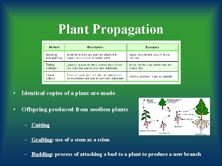 Plant Propagation • Identical copies of a plant are made • Offspring produced from