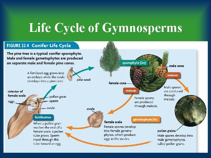 Life Cycle of Gymnosperms 