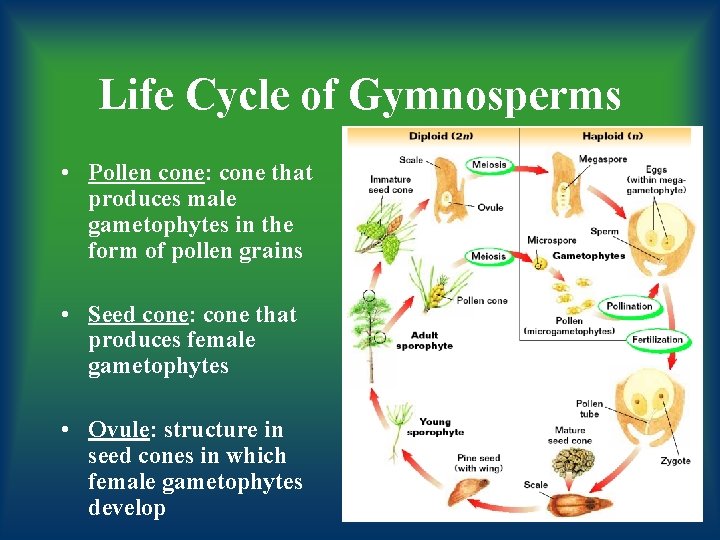 Life Cycle of Gymnosperms • Pollen cone: cone that produces male gametophytes in the